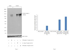 Invitrogen CD106 (VCAM-1) Recombinant Rabbit Monoclonal Antibody (45H17L57) 20 &mu;L | Buy Online | Invitrogen&trade; | Fisher Scientific