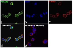 Invitrogen&trade;&nbsp;PYCARD Recombinant Rabbit Monoclonal Antibody (D6)