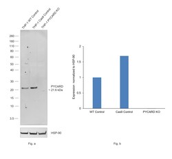 Invitrogen PYCARD Recombinant Rabbit Monoclonal Antibody (D6) 100 &mu;L | Buy Online | Invitrogen&trade; | Fisher Scientific