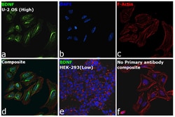 Invitrogen&trade;&nbsp;BDNF Recombinant Rabbit Monoclonal Antibody (R3P1-H5)