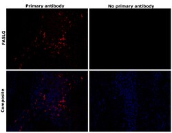 Invitrogen FASLG Recombinant Rabbit Monoclonal Antibody (R4-MP1-L19) 100 &mu;L | Buy Online | Invitrogen&trade; | Fisher Scientific