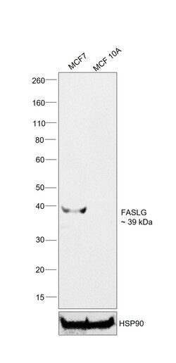 Invitrogen FASLG Recombinant Rabbit Monoclonal Antibody (R4-MP1-L19) 100 &mu;L | Buy Online | Invitrogen&trade; | Fisher Scientific