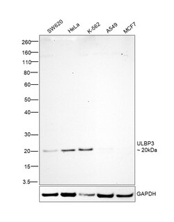 Invitrogen ULBP3 Recombinant Rabbit Monoclonal Antibody (R4P1-B1) 100 &mu;L | Buy Online | Invitrogen&trade; | Fisher Scientific