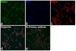 Invitrogen PSMA3 Recombinant Rabbit Monoclonal Antibody (C5D) 100 &mu;L | Buy Online | Invitrogen&trade; | Fisher Scientific