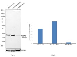 Invitrogen&trade;&nbsp;PSMA3 Recombinant Rabbit Monoclonal Antibody (C5D)