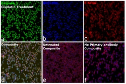 Invitrogen&trade;&nbsp;Caspase 3 Recombinant Rabbit Monoclonal Antibody (CASP3-TD9)