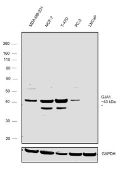 Invitrogen Connexin 43 Polyclonal Antibody 50 &mu;g; Unconjugated:Antibodies,