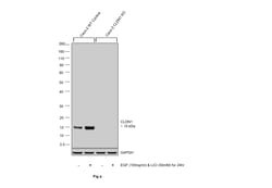 Invitrogen Claudin 1 Polyclonal Antibody (MH25) 100 &mu;g; Unconjugated:Antibodies,