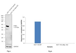 Invitrogen c-Myc Recombinant Superclonal Antibody 100 &mu;g; Unconjugated:Antibodies,