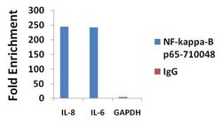 NFkB p65 Recombinant Polyclonal Antibody (4-2HCLC), Invitrogen 100 &mu;g;