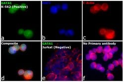 Invitrogen&trade;&nbsp;GATA1 Recombinant Superclonal&trade; Antibody (4HCLC)
