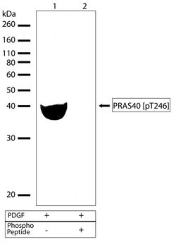 Invitrogen Phospho-PRAS40 (Thr246) Recombinant Superclonal Antibody (8HCLC)