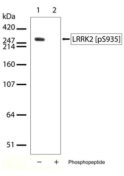 Invitrogen Phospho-LRRK2 (Ser935) Recombinant Superclonal Antibody (3HCLC)