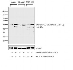 Invitrogen Phospho-AMPK alpha-1,2 (Thr183, Thr172) Recombinant Superclonal