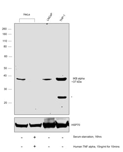 IkB alpha Recombinant Superclonal Antibody (6HCLC):Anticorps, Recombinant
