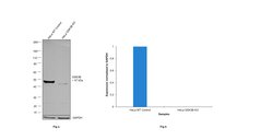 Invitrogen GSK3B Recombinant Superclonal Antibody (1HCLC) 100 &mu;g; Unconjugated:Antibodies,
