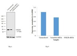 Invitrogen GSK3B Recombinant Superclonal Antibody (1HCLC) 100 &mu;g; Unconjugated:Antibodies,