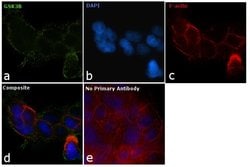 Invitrogen GSK3B Recombinant Superclonal Antibody (1HCLC) 100 &mu;g; Unconjugated:Antibodies,