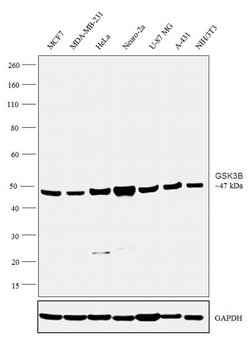 Invitrogen GSK3B Recombinant Superclonal Antibody (1HCLC) 100 &mu;g; Unconjugated:Antibodies,