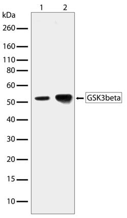 Invitrogen GSK3B Recombinant Superclonal Antibody (1HCLC) 100 &mu;g; Unconjugated:Antibodies,