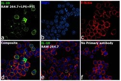 Invitrogen IL-10 Recombinant Superclonal Antibody (1HCLC) 100 &mu;g; Unconjugated:Antibodies,
