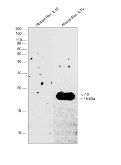 Invitrogen IL-10 Recombinant Superclonal Antibody (1HCLC) 100 &mu;g; Unconjugated:Antibodies,