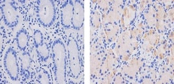 MCP-2 Recombinant Superclonal Antibody (3HCLC):Antibodies, Recombinant