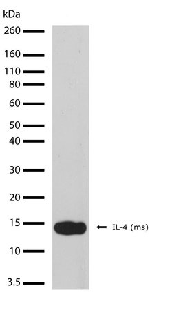 Invitrogen IL-4 Recombinant Superclonal Antibody (18HCLC) 100 &mu;g; Unconjugated:Antibodies,