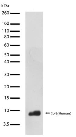 Invitrogen IL-8 (CXCL8) Recombinant Superclonal Antibody (12HCLC) 100 &mu;g;