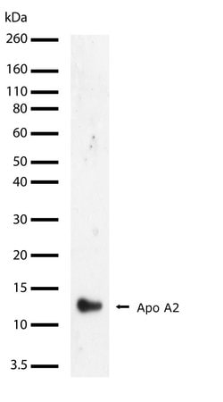 Invitrogen ApoA2 Recombinant Superclonal Antibody (43HCLC) 100 &mu;g; Unconjugated:Antibodies,