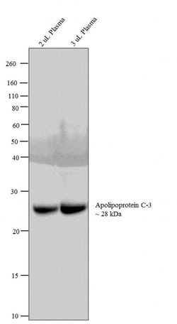 Invitrogen ApoC3 Recombinant Superclonal Antibody (6HCLC) 100 &mu;g; Unconjugated:Antibodies,