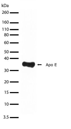 APOE Recombinant Polyclonal Antibody (16HCLC), Invitrogen 100 &mu;g; Unconjugated:Antibodies,