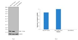 Invitrogen beta-2 Microglobulin Recombinant Superclonal Antibody (4HCLC)