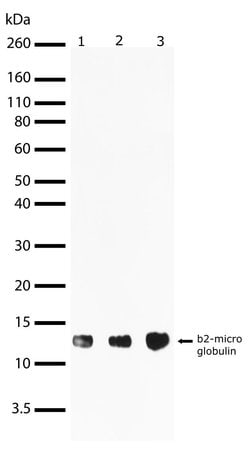 Invitrogen beta-2 Microglobulin Recombinant Superclonal Antibody (4HCLC)