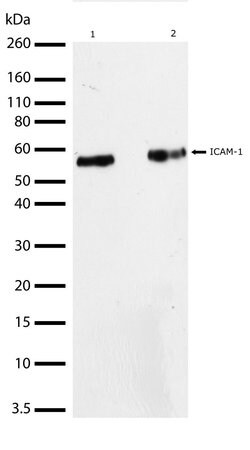 Invitrogen ICAM-1 Recombinant Superclonal Antibody (9HCLC) 100 &mu;g; Unconjugated:Antibodies,