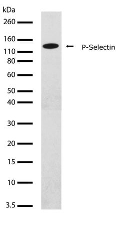 Invitrogen P-Selectin Recombinant Superclonal Antibody (3HCLC) 100 &mu;g;