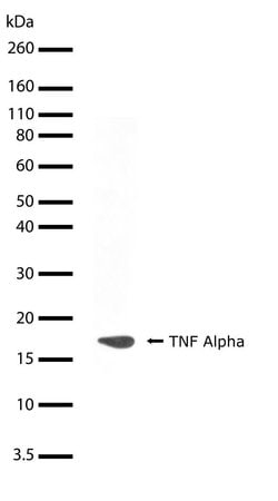Invitrogen TNF alpha Recombinant Superclonal Antibody (3HCLC) 100 &mu;g;