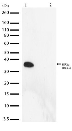 Invitrogen Phospho-EIF2S1 (Ser51) Recombinant Superclonal Antibody (10HCLC)