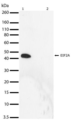 Invitrogen Phospho-EIF2S1 (Ser51) Recombinant Superclonal Antibody (10HCLC)