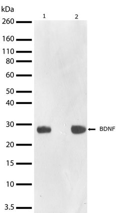 Invitrogen BDNF Recombinant Superclonal Antibody (19HCLC) 100 &mu;g; Unconjugated:Antibodies,