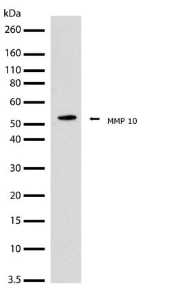Invitrogen MMP10 Recombinant Superclonal Antibody (24HCLC) 100 &mu;g; Unconjugated:Antibodies,