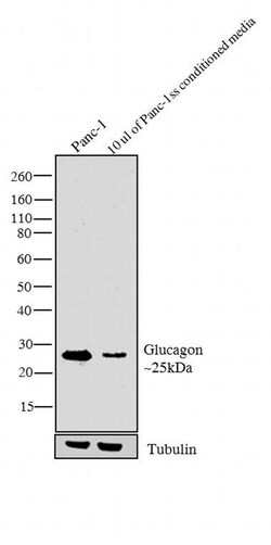 Invitrogen Glucagon Recombinant Superclonal Antibody (3HCLC) 100 &mu;g;