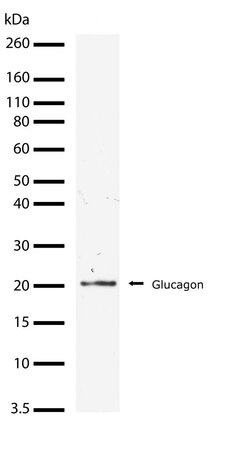 Invitrogen Glucagon Recombinant Superclonal Antibody (3HCLC) 100 &mu;g;
