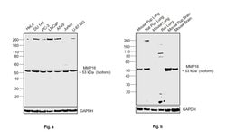 Invitrogen MMP16 Recombinant Superclonal Antibody (13HCLC) 100 &mu;g; Unconjugated:Antibodies,