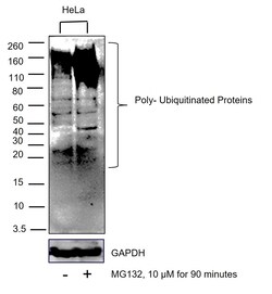 Invitrogen Ubiquitin Recombinant Superclonal Antibody (10HCLC) 100 &mu;g;