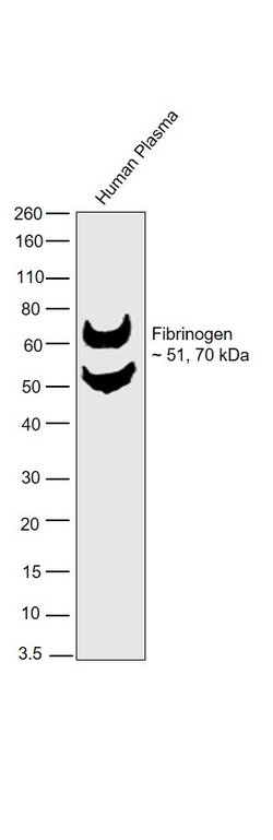 Invitrogen Fibrinogen Recombinant Superclonal Antibody (12 HCLC) 100 &mu;g;