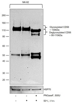 Invitrogen CD56 Recombinant Superclonal Antibody (3HCLC) 100 &mu;g; Unconjugated:Antibodies,