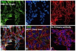Invitrogen CD56 Recombinant Superclonal Antibody (3HCLC) 100 &mu;g; Unconjugated:Antibodies,