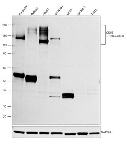 Invitrogen CD56 Recombinant Superclonal Antibody (3HCLC) 100 &mu;g; Unconjugated:Antibodies,