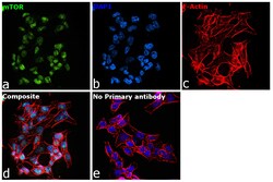 Invitrogen mTOR Recombinant Superclonal Antibody (7HCLC) 100 &mu;g; Unconjugated:Antibodies,